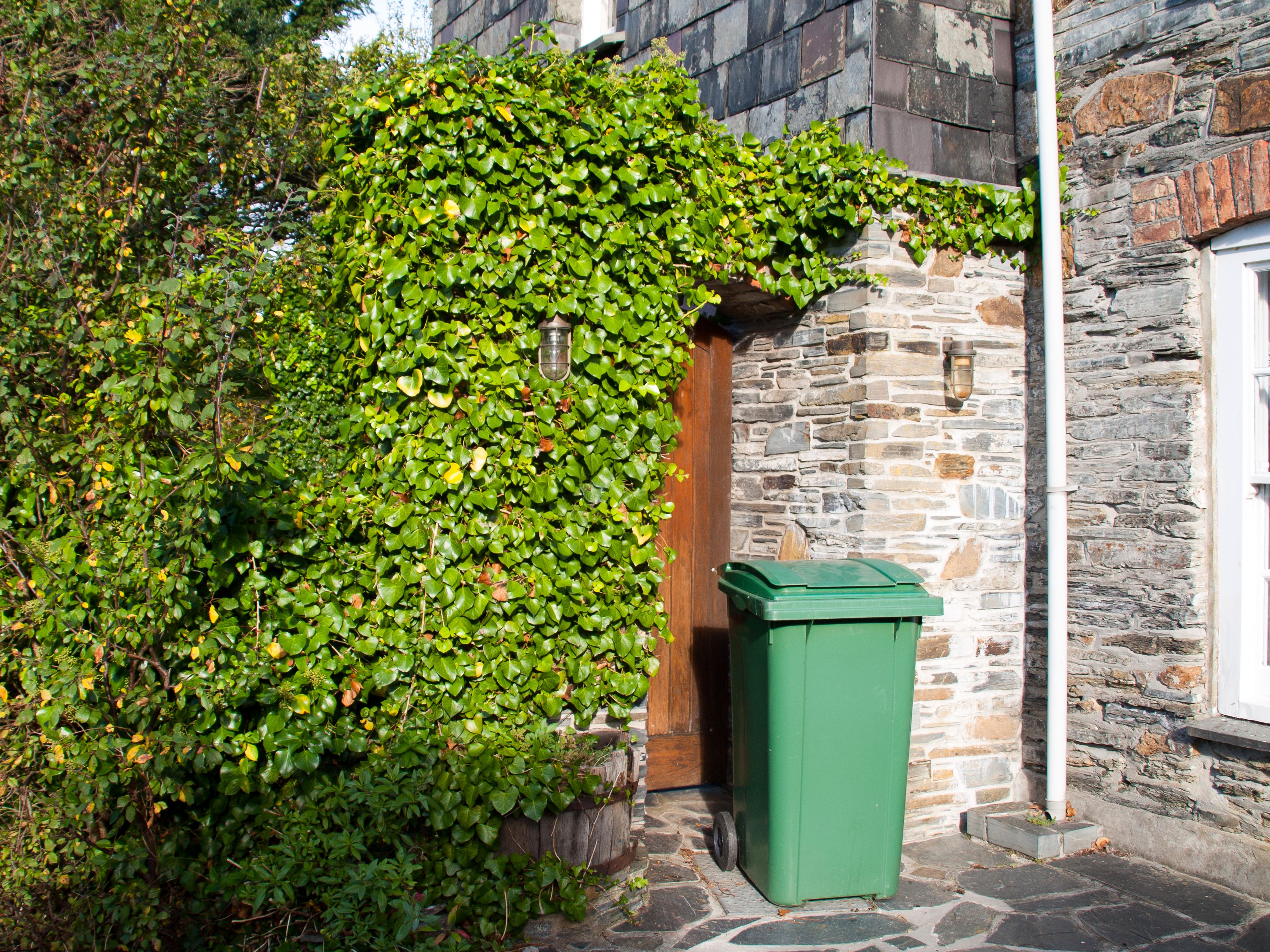 Green wheelie bin sitting by a garden wall with ivy climbing up the stonework