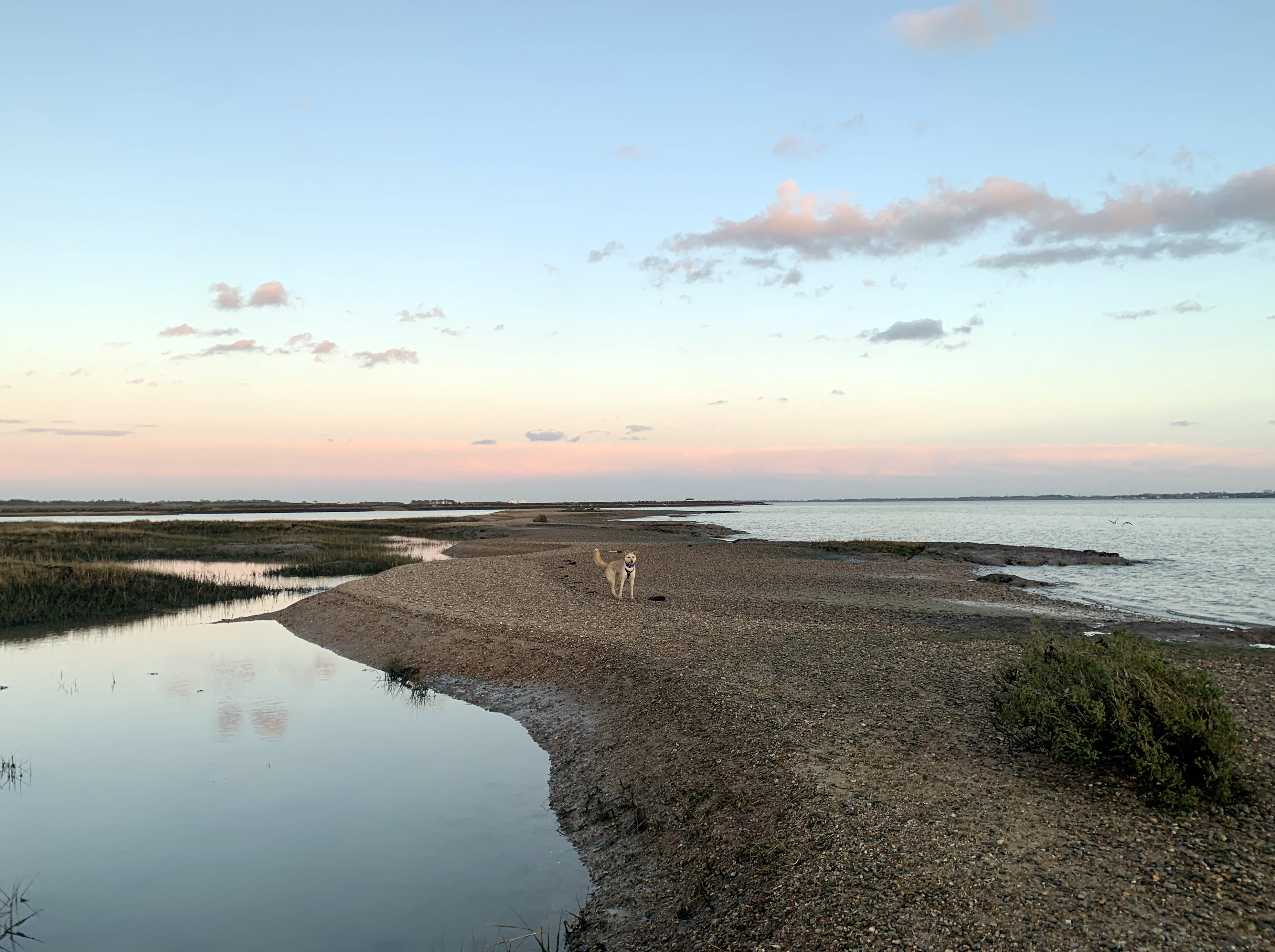 Goldhanger beach and water with a dog standing in the middle