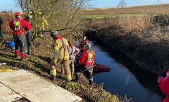 horse rescued by firefighters from ditch