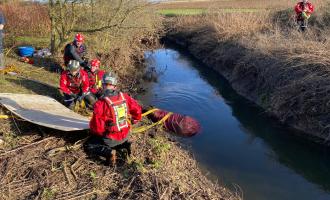 horse rescued by firefighters from ditch