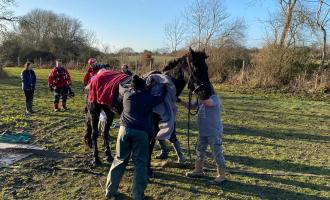 horse rescued by firefighters from ditch