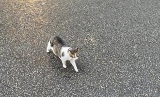 Larry the cat (a tabby cat who is taken care of by Downing Street staff)