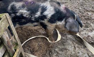 Firefighters rescuing pig