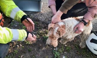 Firefighters rescuing a terrier