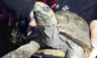 Firefighters rescue tortoise