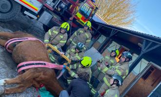 Firefighters working alongside a vet to lift a horse using a hiab