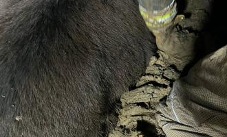 The back of a donkey trapped in mud, as firefighters try to dig the mud away