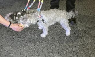 Two dogs rescued in Thurrock