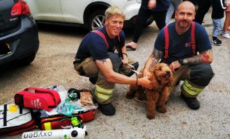 Firefighters save dog from house fire