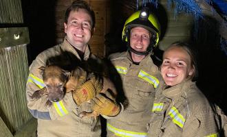 Firefighters holding dog