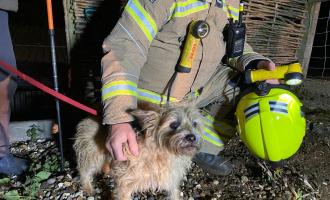 dog_rescue_sible_hedingham