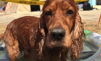 Jarvis in a paddling pool