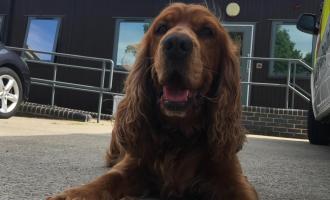ECFRS Search and Rescue Dog Jarvis