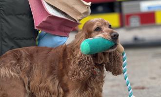 ECFRS Search and Rescue Dog Jarvis