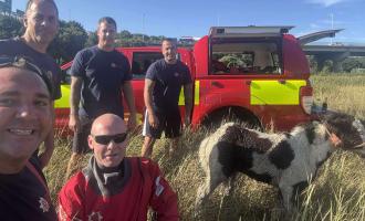 Five firefighters and the foal on solid ground