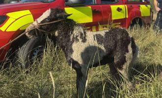 The foal on solid ground