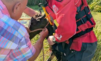 A firefighter and the owner putting a harness on the foal