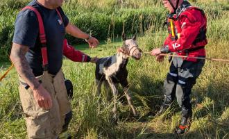 A firefighter pulling the foal to safety