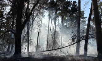 The aftermath of a forest fire in Heybridge
