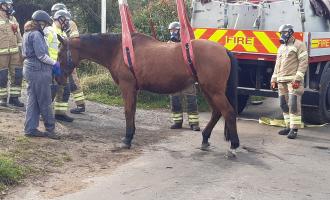 Horse rescue Woodham Walter November 5