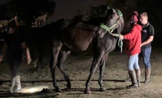 Horse rescue Little Oakley 3
