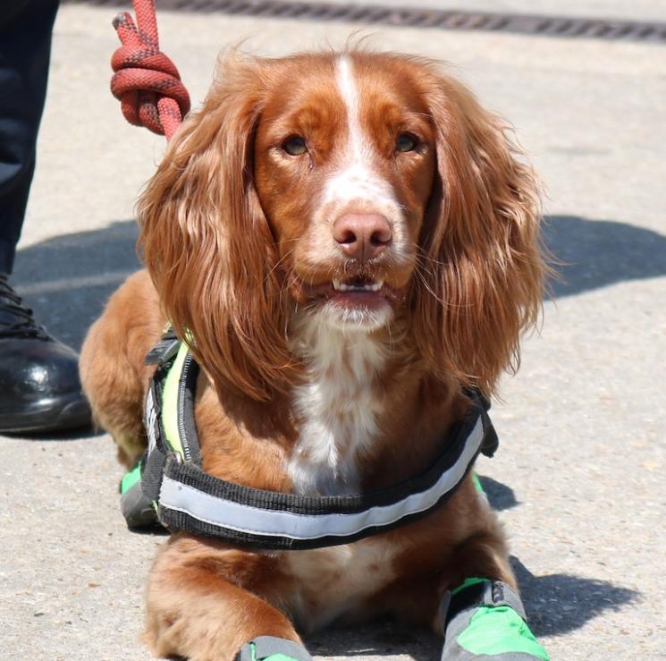 Fizz, ECFRS Fire Investigation Officer