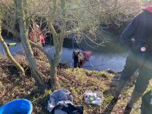 horse rescued by firefighters from ditch