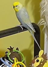 A budgie with a yellow head and grey feathers on a perch