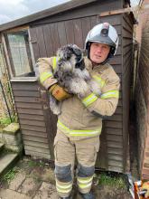 Firefighters rescue a Miniature Schnauzer puppy trapped behind a shed