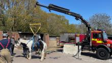 Firefighters working to lift a fallen horse in Langdon Hills