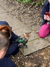 A fox after being rescued