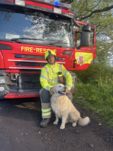 Ash the Golden Retriever with one of the firefighters who rescued him