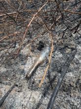 Glass bottle in fire damaged vegetation