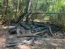 Burnt out woodland