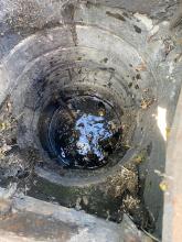 Ducklings in drain Walton on the Naze