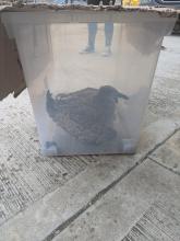 Seagull rescued