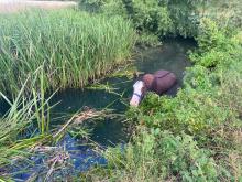Horse in the water