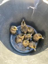 Ducklings