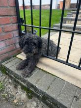 Monty the dog