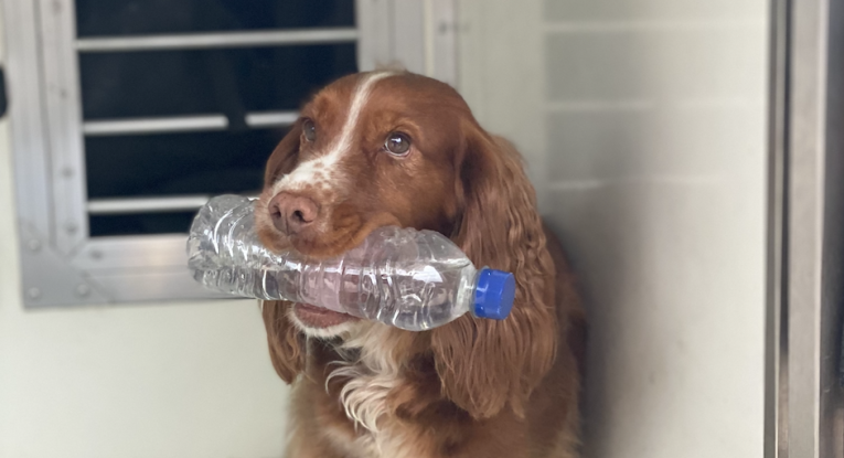 Fire Investigation Dog Fizz holding a bottle of water in her mouth